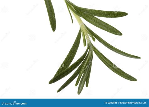 Rosemary Leaves In Spanish at Sean Swick blog