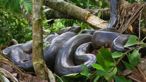 Python Frisst Eine Anakonda 的图像结果