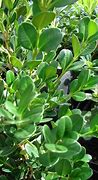 Image result for Buxus Microphylla Japonica Size