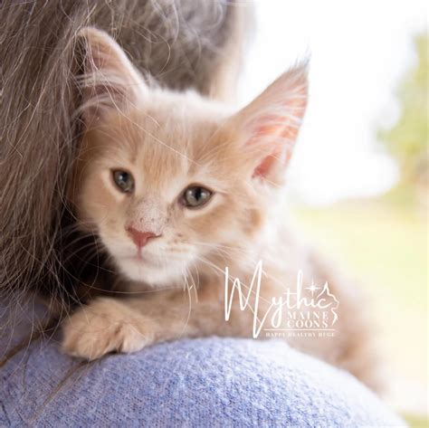Find Local Maine Coon Breeders