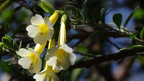 Discover The National Flower of Peru: Cantua Buxifolia - A-Z Animals