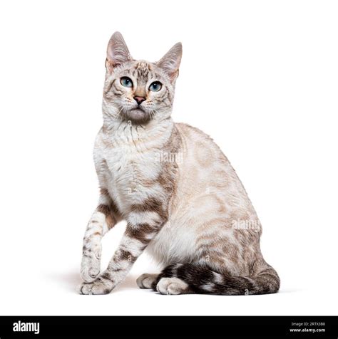 Snow lynx Bengal cat sitting, pawing and facing the camera, isolated on ...