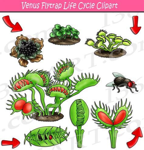 Venus Flytrap Life Cycle Clipart Set Download - Clipart 4 School