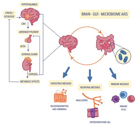 The Microbiota–Gut–Brain Axis in Psychiatric Disorders