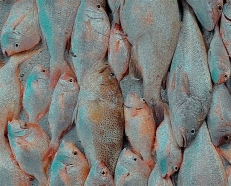 SIMPLY THE BEST FISHING CHATERS - All You Need to Know BEFORE You Go ...