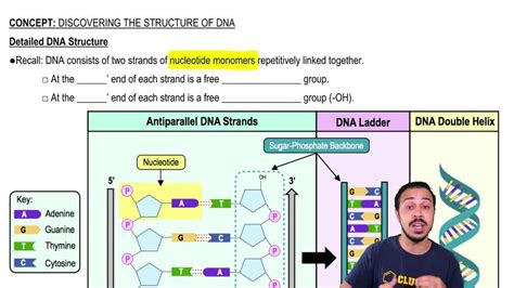 Image result for DNA Structure Simple