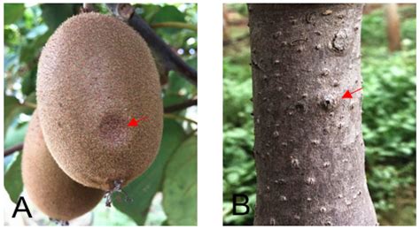 Identification and Detection of Botryosphaeria dothidea from Kiwifruit (Actinidia chinensis) in ... - species of kiwi