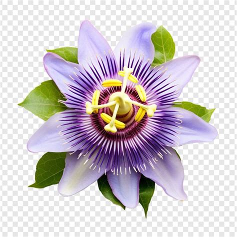 Passion flower isolated on transparent background | Premium AI ...