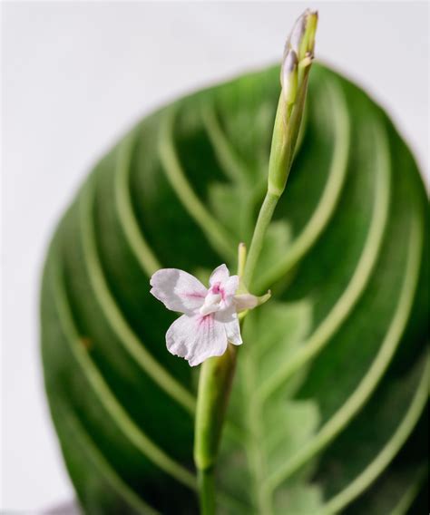 Unlock The Rare Beauty Of Your Prayer Plant Flower With These Essential Blooming Tips