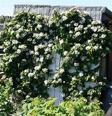 Climbing Plants For Walls by Scottish Artist And His Garden Garden Climbers Climbing Plants For Walls