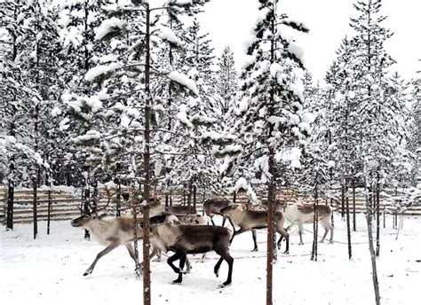 Christmas House Safaris (Rovaniemi) - All You Need to Know BEFORE You Go