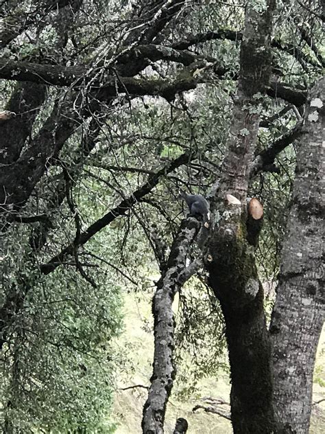 Sly Park Recreation Area Camping | Pollock Pines, CA