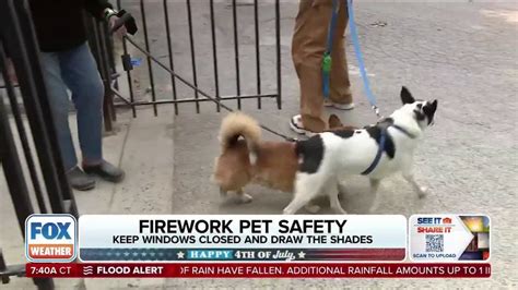 Keeping your pets safe during Fourth of July fireworks | Latest Weather ...