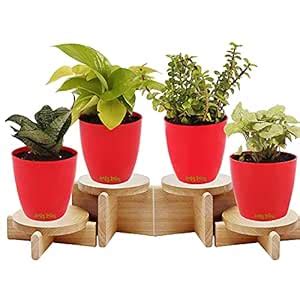 Leafy Tales Set of 4 Air Purifying Plants Combo- Golden Money Plant ...