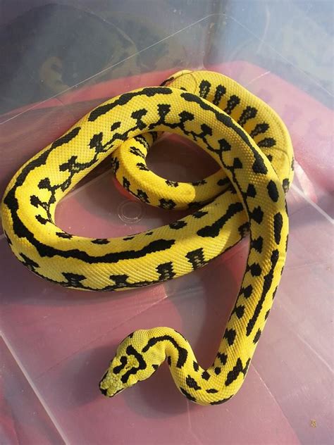 Jungle Jag Python 的图像结果