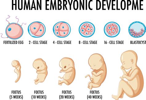 Image result for Process of Human Embryonic Development