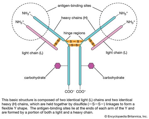 Antigen Antibody Diagram
