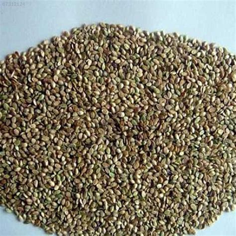 Vegetable Seeds Manufacturer & Supplier from Aligarh India