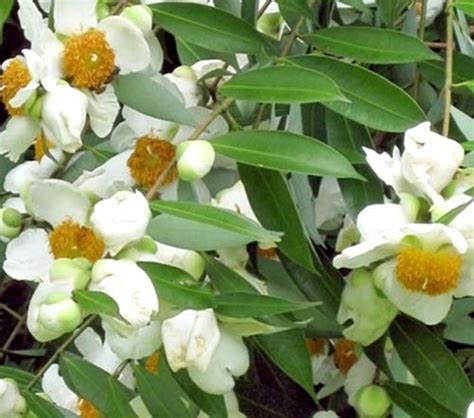 Kapebonavista® Mesua Ferrea Living Plant Nagakesara in Poly Bag (Green ...