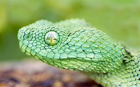 Bush Viper Wallpapers - Wallpaper Cave