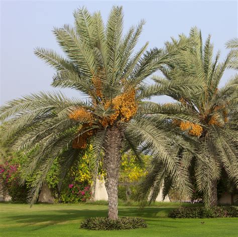 The Date Palm Tree at Edna Steele blog - where do dates come from