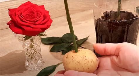 Image result for How to Propagate Roses Using Potatoes
