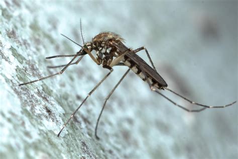 10 Types of Mosquitoes in Hawaii (With Pictures and Identification)
