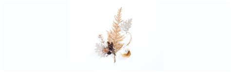 Easy Guide to Taking Care of Dried Flowers - Farmerr