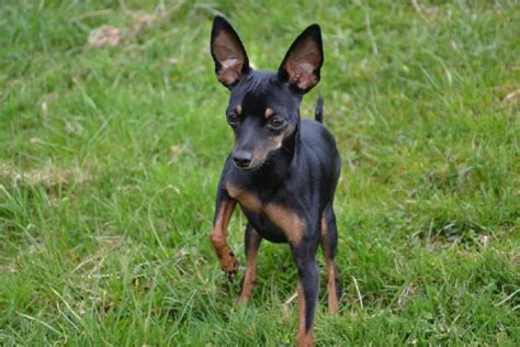 Prager Rattler Welpe in Hildburghausen | Tiere | Kleinanzeigen