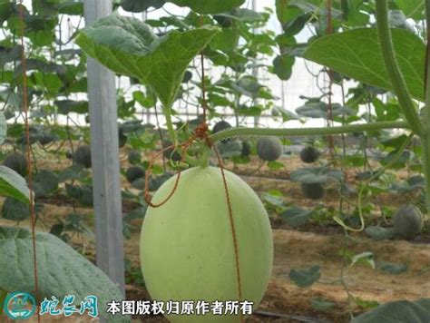 香瓜怎么种？香瓜栽培的技术要点！ - 甜瓜 - 蛇农网
