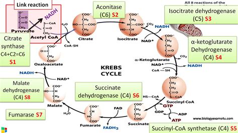 Citric Acid Cycle