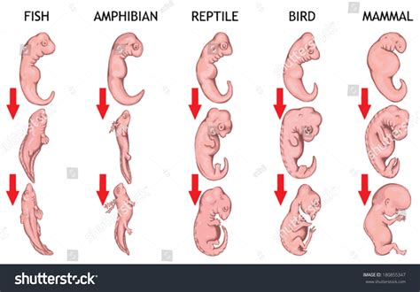Image result for Early Embryo Development