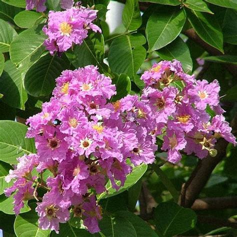 Buy Indian States Flowers and Trees online from Nurserylive at lowest ...
