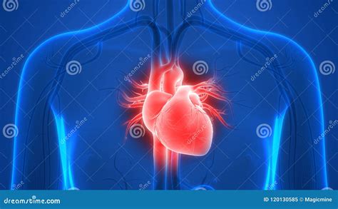Circulatory System Organs