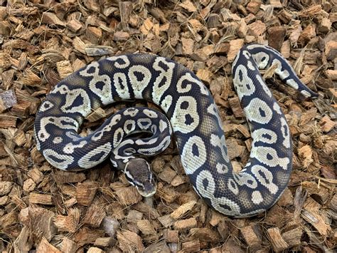 Image result for Lace Ball Python