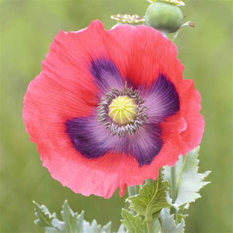 Opium Plant Flower Growing Poppies From Seed | The Big Little Garden