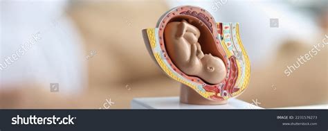 Image result for Reproductive System Baby