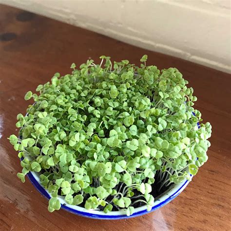 Can Chia Seeds Grow Without Soil at Mary Greenwell blog