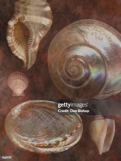 Image result for What's Inside Conch Shell