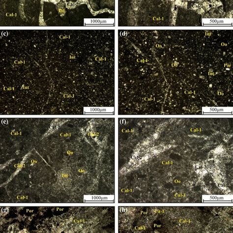 Polarizing Light Microscope 的图像结果