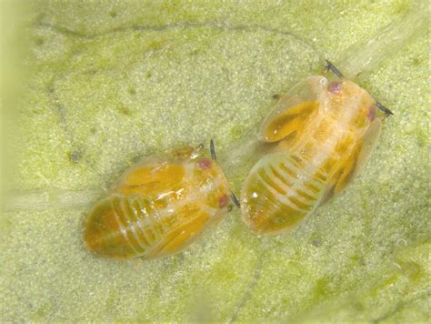 Insect Pests