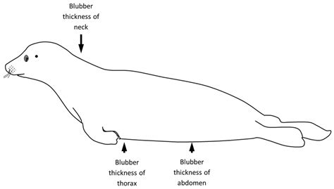 Investigations on the Health Status and Infection Risk of Harbour Seals ...