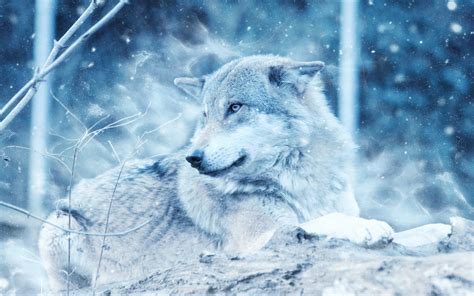 Wolf Snow Wallpaper Hd