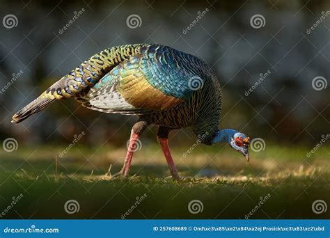 Gutemala Nature. Ocellated Turkey, Meleagris Ocellata, Rare Bizar Bird, Tikal National Park ...
