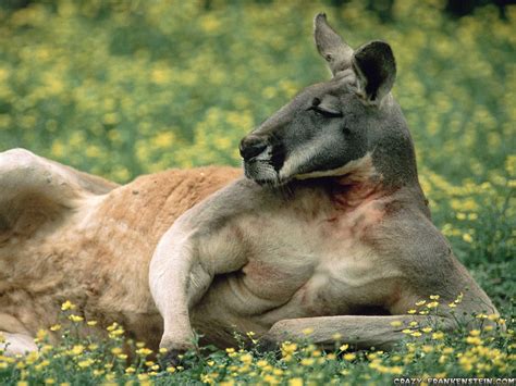 Kangaroo Genitalia
