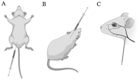 Image result for Subcutaneous Injection Mouse