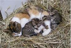 malvorlage katze mit jungen haflinger katzen malvorlage katze mit jungen haflinger katzen