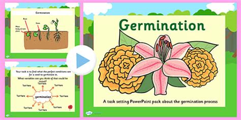 Germination Task Setter PowerPoint (teacher made) - Twinkl
