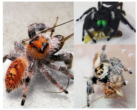 Female Vs Male Regal Jumping Spider Identification Guide