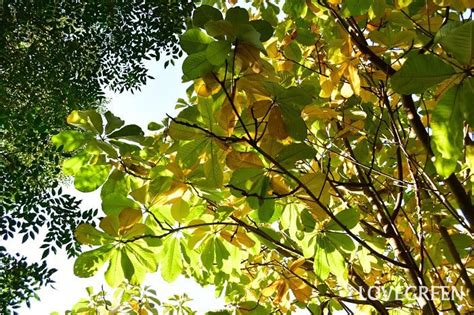 Image result for Algorithm Pixels